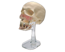 Модель черепа
